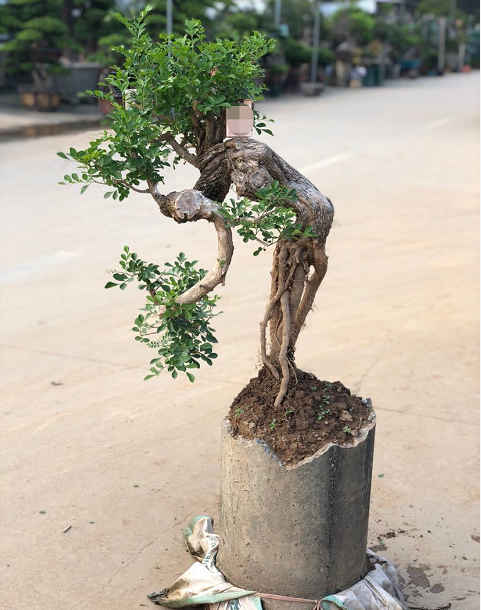 扎根为主题