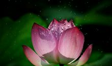 心存莲花_1200字