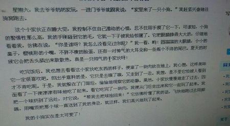 我心爱的小猫论文五年级