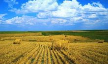 美丽的田野_500字