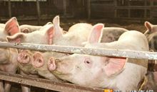 猪流感风波_350字