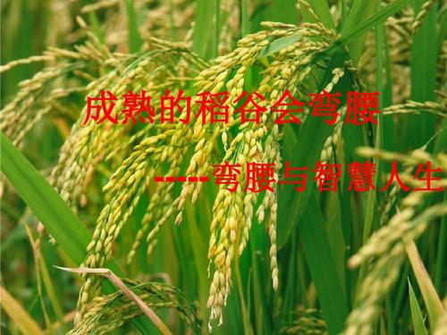 大米成熟时_800字