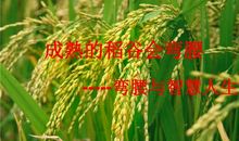 待稻子熟时_800字