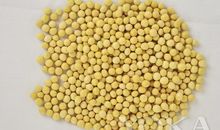 绿豆的启示_500字