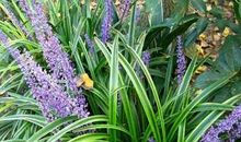 那两棵不知名的小草苗