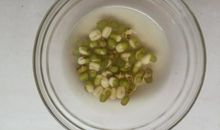 绿豆宝宝发芽记（2）_250字