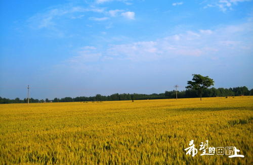 我家附近的田野