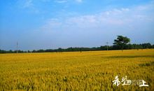 我家附近的田野