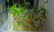 绿豆宝宝发芽记(4)_200字