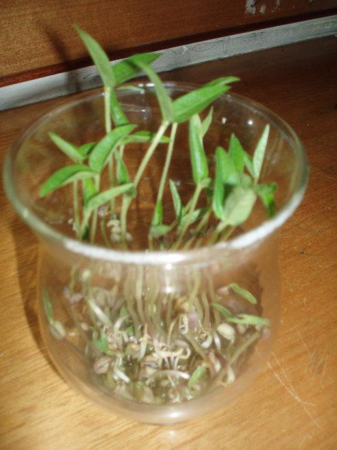 绿豆豆芽（3）_200字