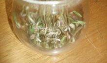 绿豆宝宝发芽记（3）_200字