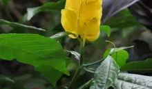 生命是一朵常开不败的花