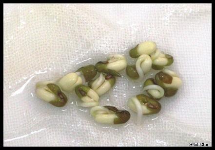 绿豆宝宝发芽（5）_200字