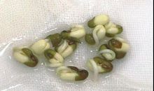 绿豆宝宝发芽记（5）_200字