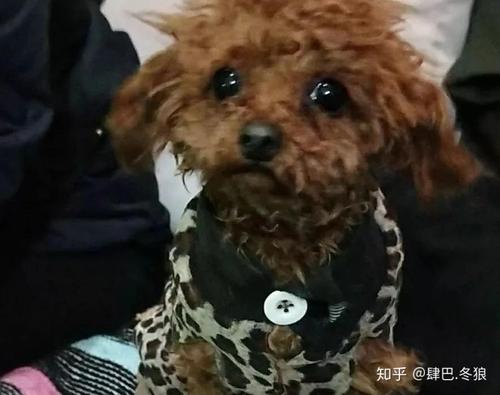 我的独眼狗_600字