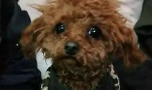 我家的独眼狗_600字