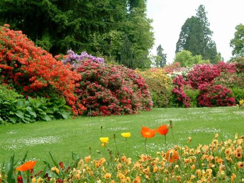 美丽的花卉市场_500字