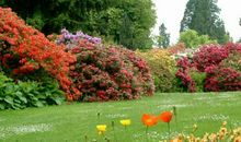 美丽的花市_500字