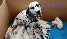 可爱的小狗笑笑_400字