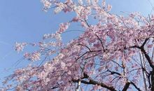 生命是一树花开