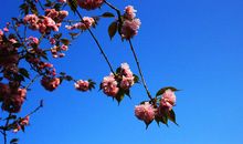 生命是如此美好