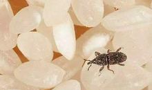 高二叙事散文：白米饭_900字