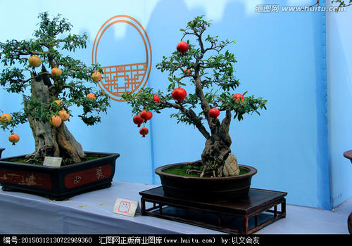 我的石榴盆景