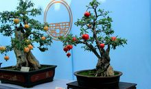 我家的石榴盆景