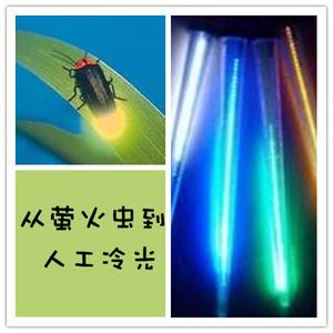 萤火虫和人造冷光