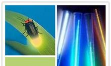 萤火虫与人工冷光