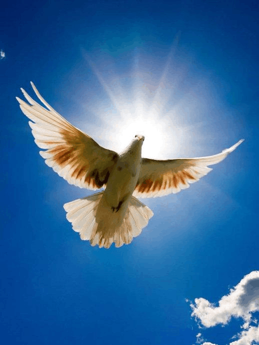 让我们自由飞翔