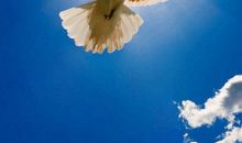 让我们自由翱翔