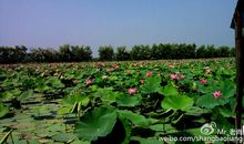 美丽的荷花池_400字