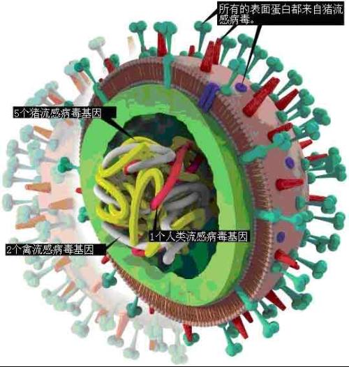 关注甲型H1N1流感_550个单词