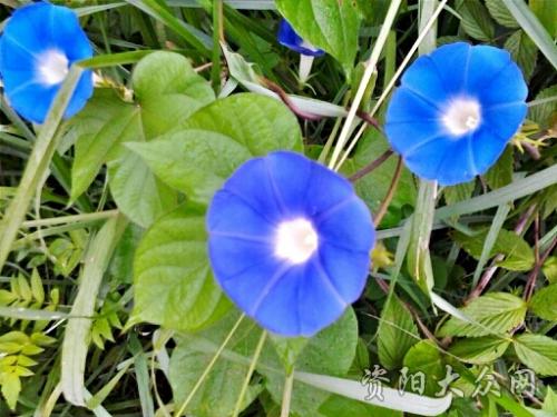 野花影响我的感情