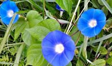 一朵野花牵动了我的情思