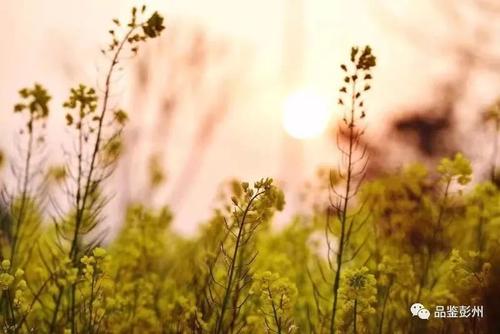 听spring_650单词的声音