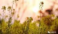 聆听春天的声音_650字