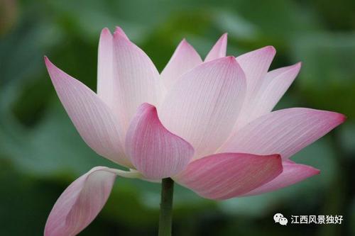 再见，我家乡的小荷花池_400字