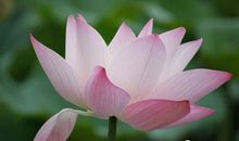 再见，故乡的小荷塘_400字