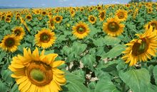 鸡窝里的秘密_300字