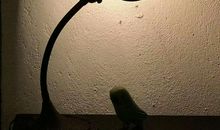 Winter vacation diary