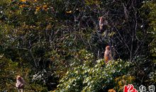 狐狸和天鹅姑娘