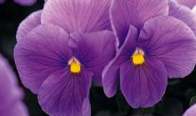 三色堇在思念_1200字