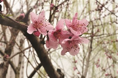 无果的桃花