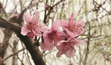 一朵不结果的桃花