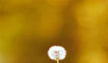 【每日札记】席慕容_100字