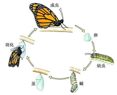 纳比的生活