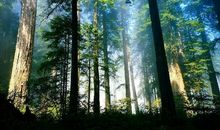 望天树与铁刀木