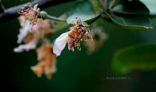 凋零的花还会再开